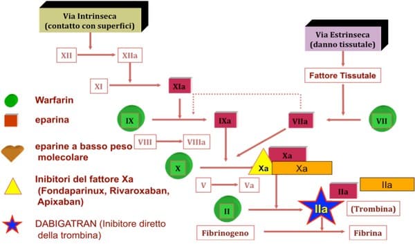 nuovi anticoagulanti orali: meccanismo d'azione