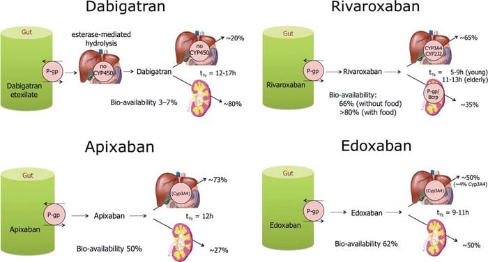 nuovi anticoagulanti orali: eliminazione