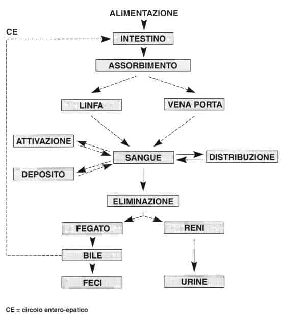 Metabolismo delle vitamine