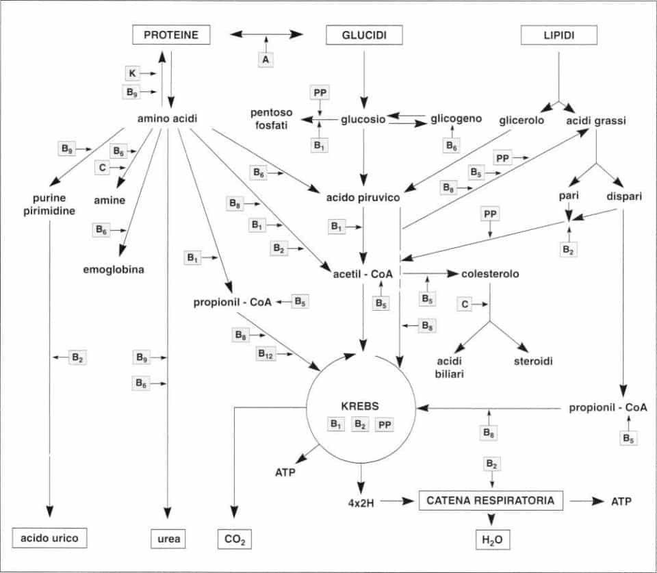 Vitamine: azione coenzimatica