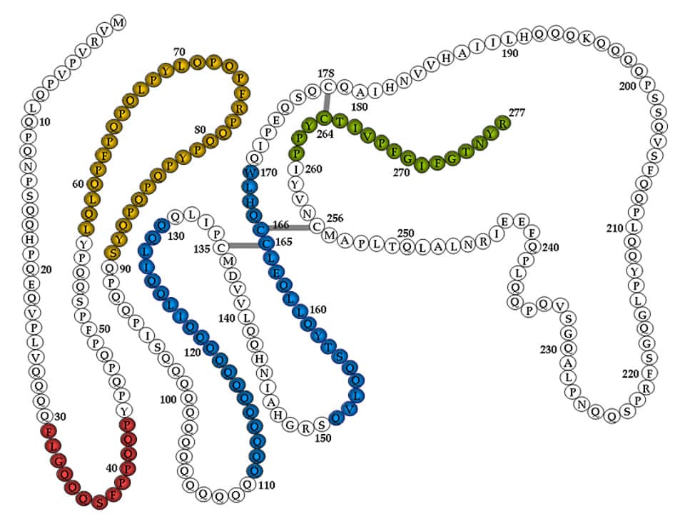 celiachia: mappatura genetica di alfa-gliadina