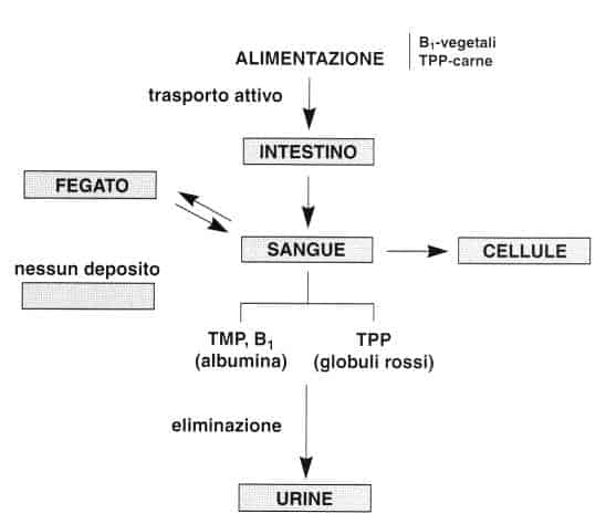 Vitamina B1 o Tiamina: metabolismo