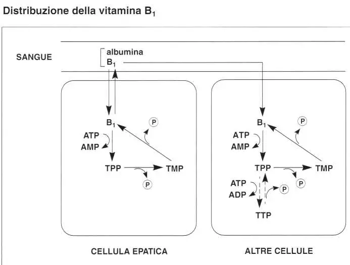 Vitamina B1 o Tiamina: distribuzione