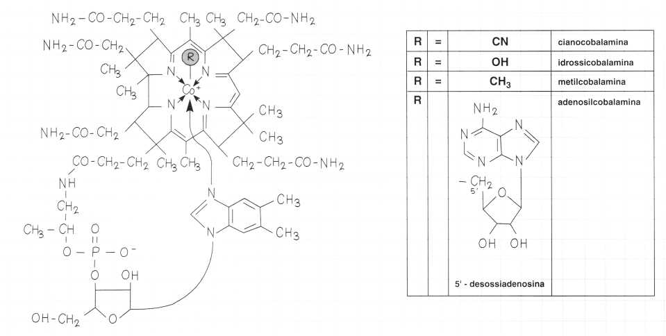 Vitamina B12 o Cobalamina: formule di struttura
