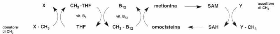 Vitamina B12 o Cobalamina: reazione 10