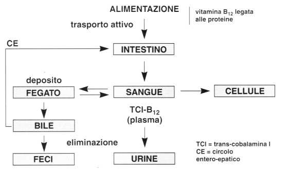 Vitamina B12 o Cobalamina: metabolismo