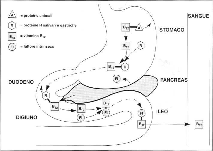 Vitamina B12 o Cobalamina: assorbimento