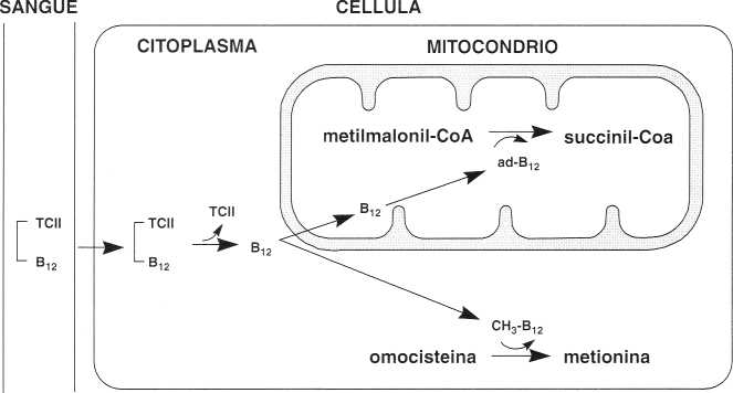 Vitamina B12 o Cobalamina: distribuzione