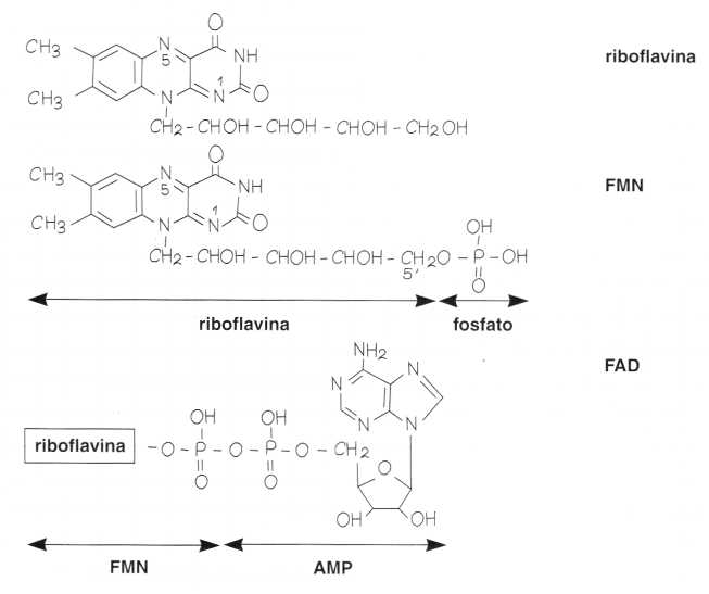 Vitamina B2 o Riboflavina: reazione 1