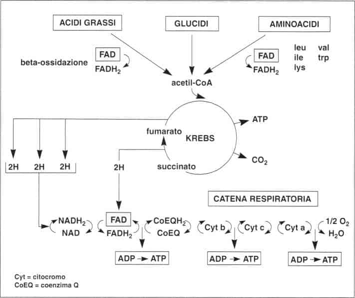 Vitamina B2 o Riboflavina: ciclo di Krebs