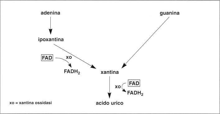 Vitamina B2 o Riboflavina: formazione acido urico