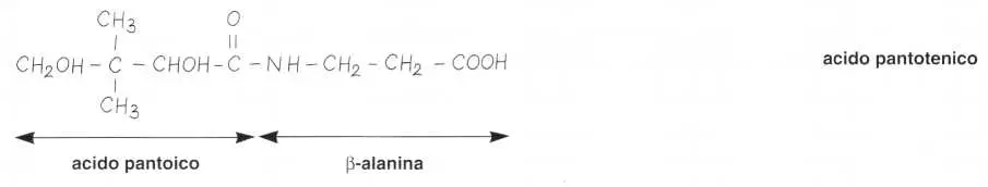Vitamina B5 o Acido Pantotenico: reazione 1