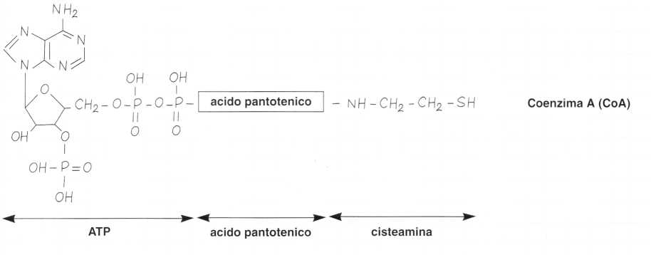 Vitamina B5 o Acido Pantotenico: reazione 3