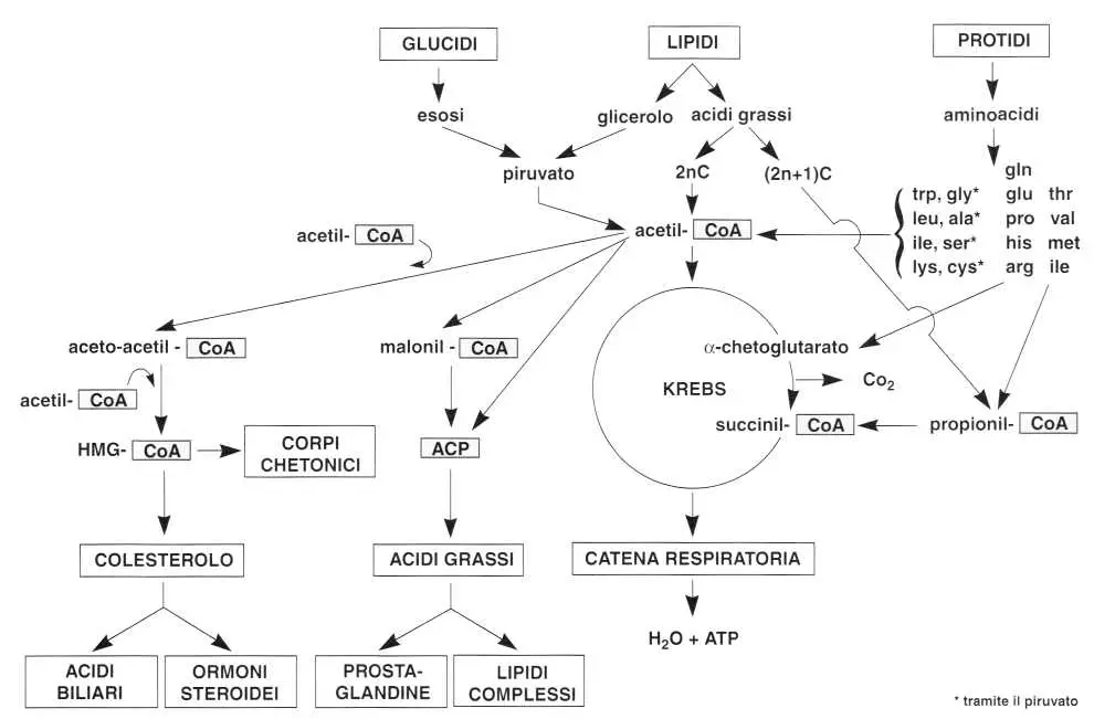 Vitamina B5 o Acido Pantotenico: ciclo di Krebs