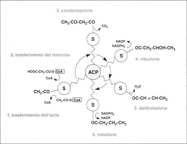 Vitamina B5 o Acido Pantotenico: reazione 14
