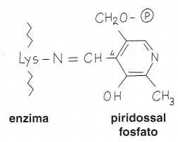 Vitamina B6 o Piridossina: meccanismo di azione 1