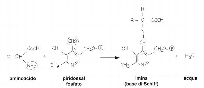 Vitamina B6 o Piridossina: meccanismo di azione 2