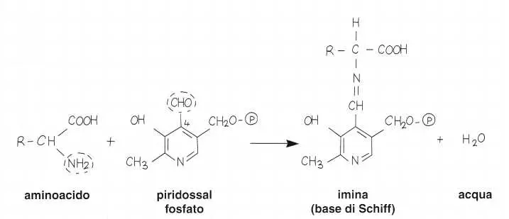Vitamina B6 o Piridossina: meccanismo di azione 2