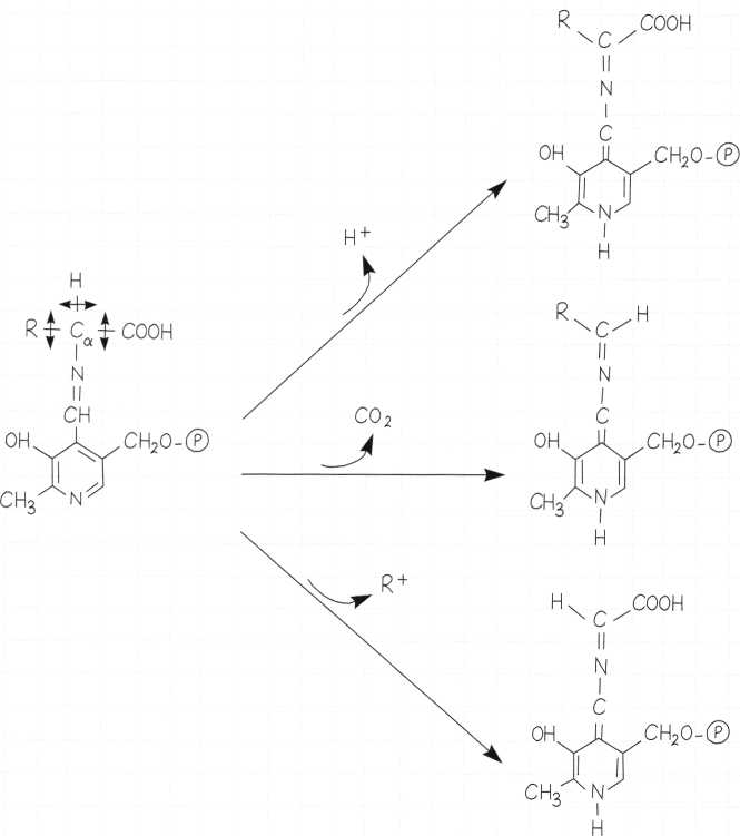 Vitamina B6 o Piridossina: meccanismo di azione 3