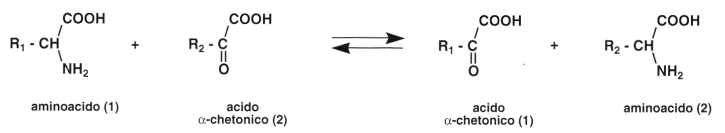 Vitamina B6 o Piridossina: reazione 13