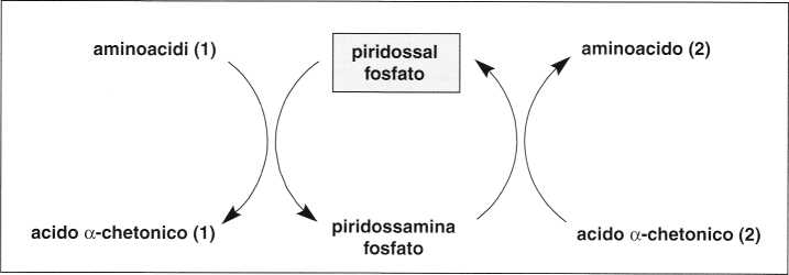 Vitamina B6 o Piridossina: reazione 14
