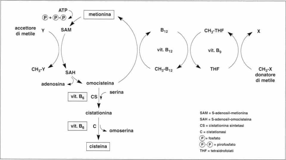 Vitamina B6 o Piridossina: reazione 21