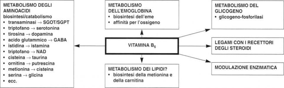 Vitamina B6 o Piridossina: vie metaboliche