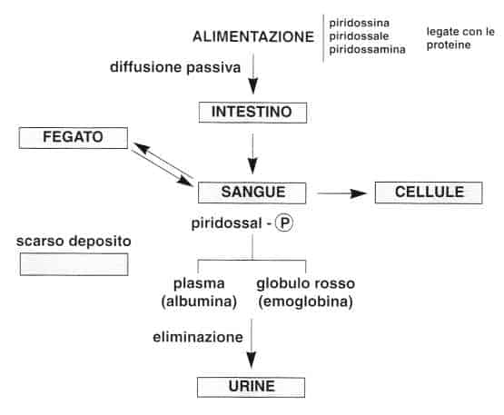 Vitamina B6 o Piridossina: metabolismo