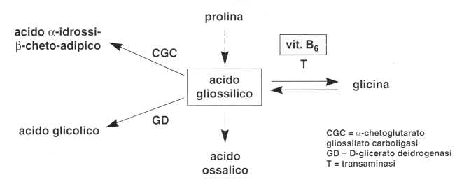 Vitamina B6 o Piridossina: acido glicossilico