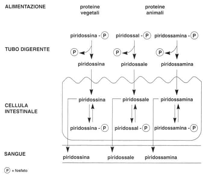 Vitamina B6 o Piridossina: assorbimento
