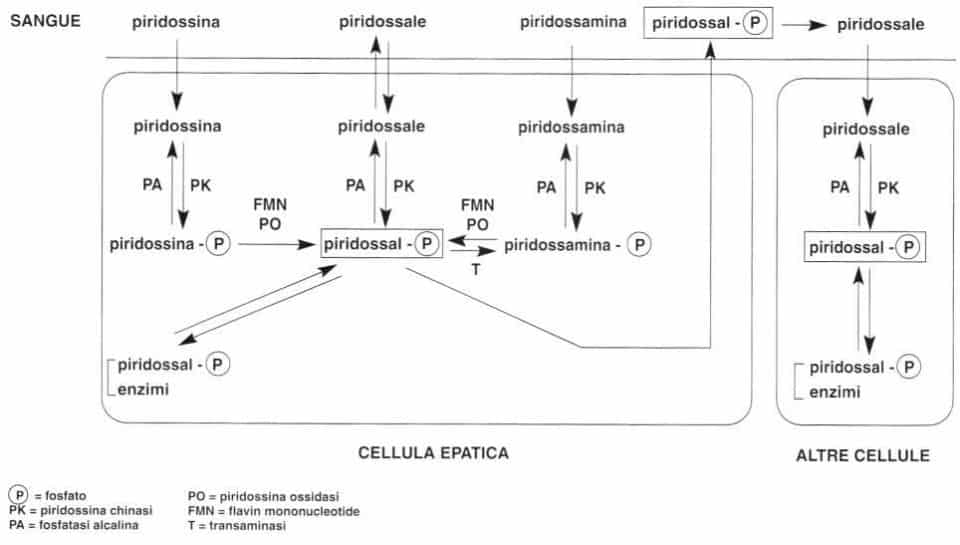 Vitamina B6 o Piridossina: distribuzione