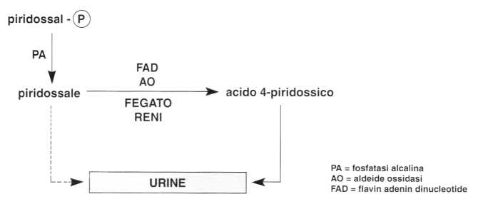 Vitamina B6 o Piridossina: reazione 9
