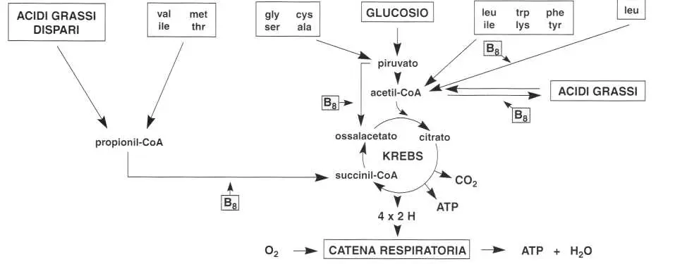 Vitamina B8 o Biotina: carbossilasi