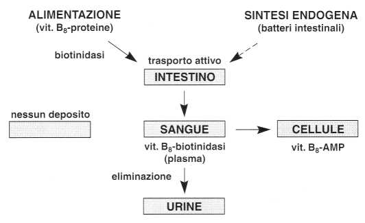 Vitamina B8 o Biotina: metabolismo