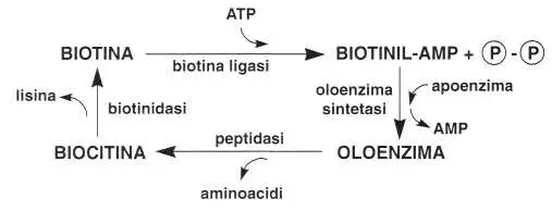 Vitamina B8 o Biotina: metabolismo cellulare
