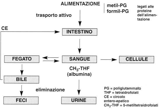 Vitamina B9 o Acido Folico: metabolismo