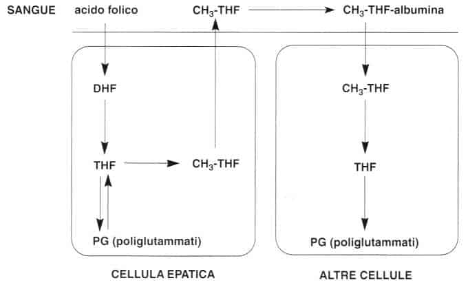 Vitamina B9 o Acido Folico: distribuzione