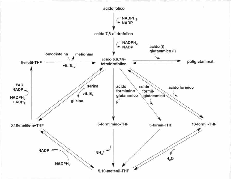 Vitamina B9 o Acido Folico: interconversione dei folati