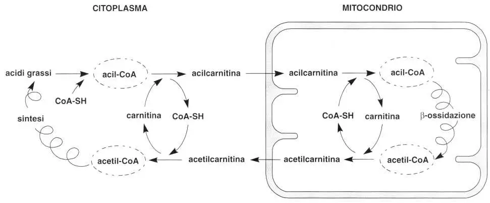Vitamina C (Acido Ascorbico): reazione 15