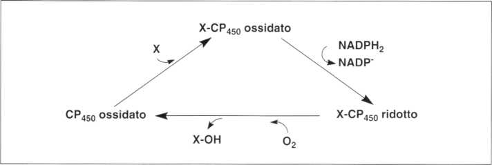 Vitamina C (Acido Ascorbico): reazione 19