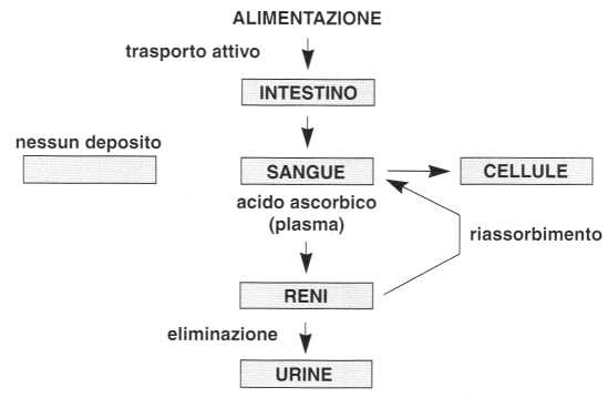 Vitamina C (Acido Ascorbico): metabolismo