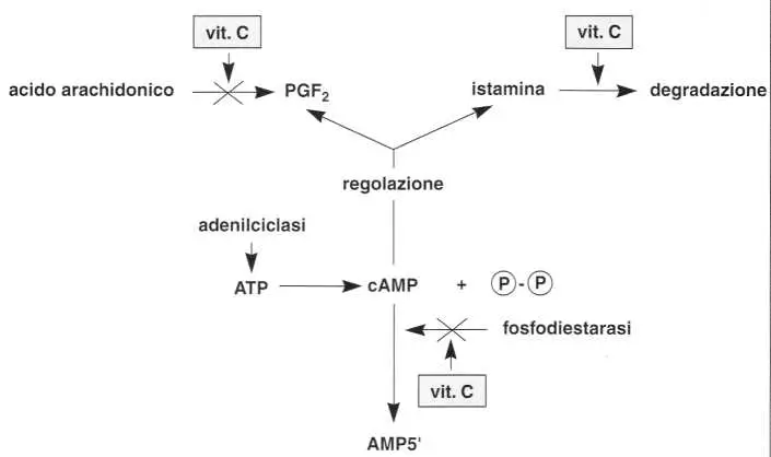 Vitamina C (Acido Ascorbico): reazione 21