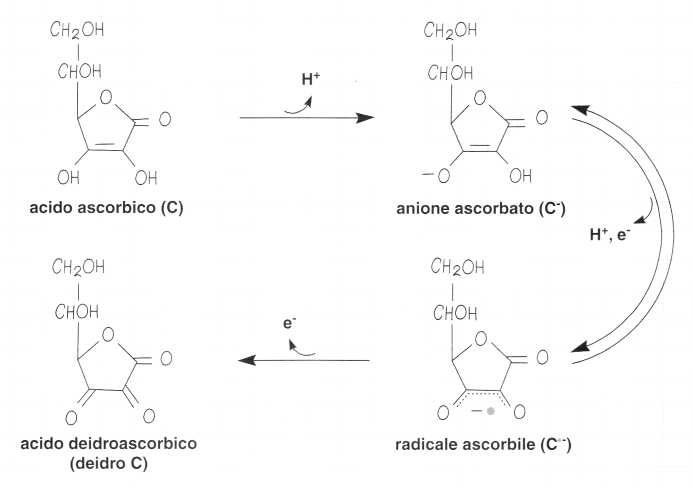 Vitamina C (Acido Ascorbico): reazione 4