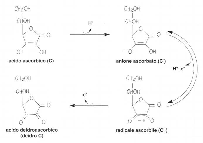 Vitamina C (Acido Ascorbico): reazione 4