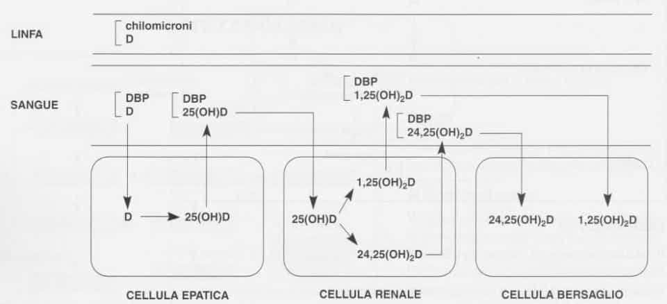 Vitamina D (Calciferolo): distribuzione