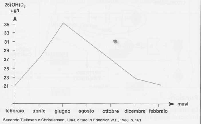 Vitamina D (Calciferolo): concentrazione ematica in rapporto ai mesi dell'anno