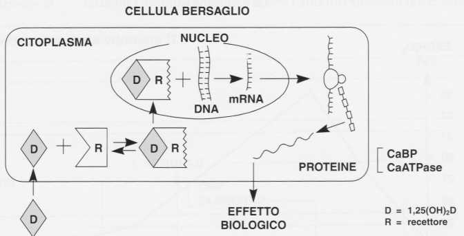 Vitamina D (Calciferolo): azione ormonale