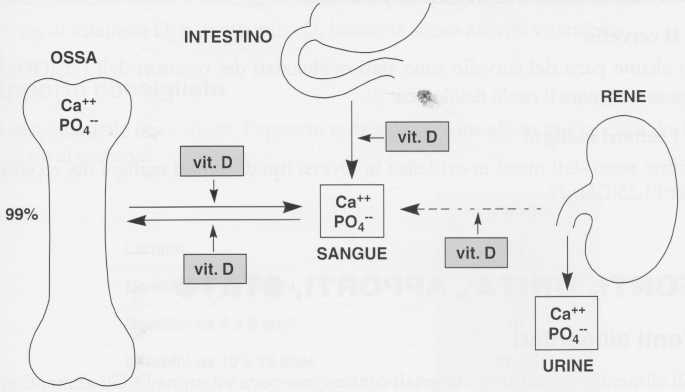 Vitamina D (Calciferolo): omeostasi fosfo-calcica