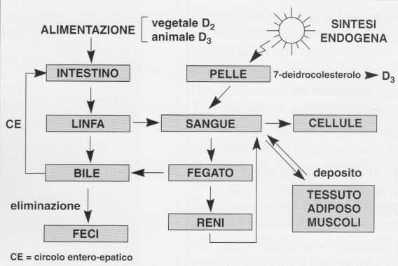 Vitamina D (Calciferolo): metabolismo