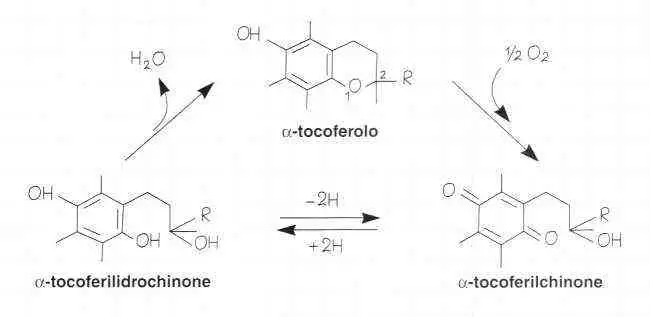 Vitamina E (Tocoferolo): reazione 10
